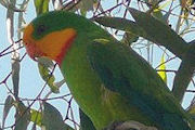 Superb Parrot (Polytelis swainsonii)